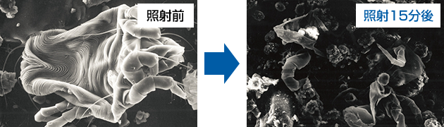 塵蟎（殘骸）照片 | 照射前和照射15分鐘後